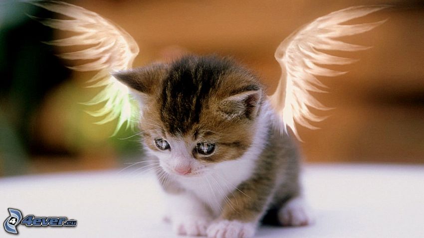 petit chaton, ailes dessinées