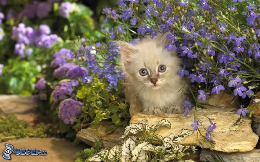 petit chaton, fleurs violettes