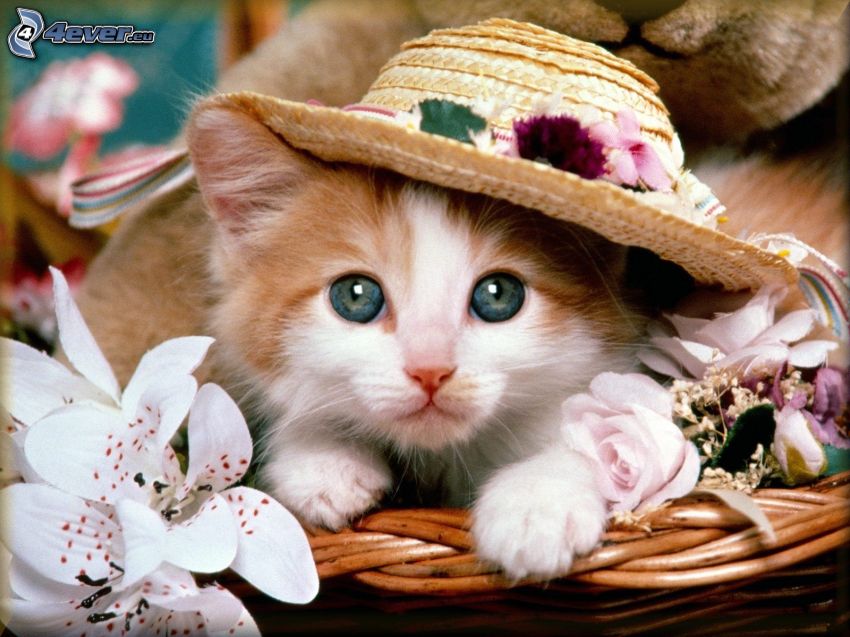 petit chaton, yeux verts, chapeau