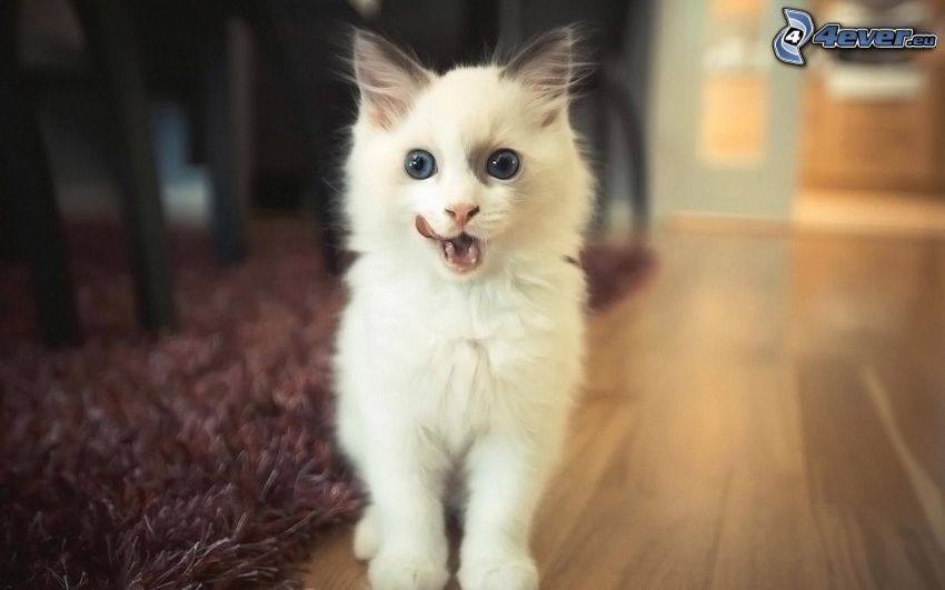 petit chaton blanc, langue tiré