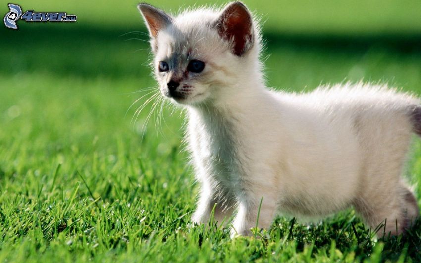 petit chaton blanc, l'herbe