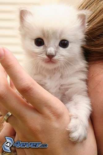 petit chaton blanc, main