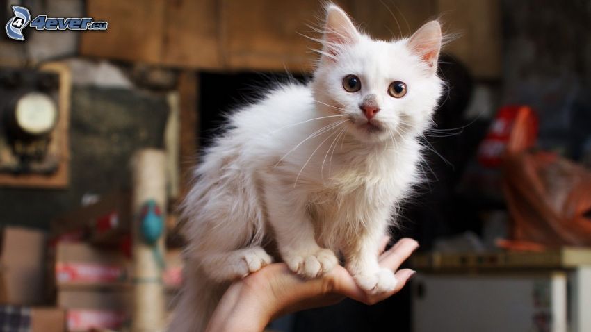 petit chaton blanc, main