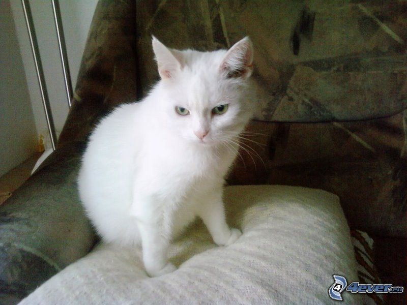 petit chaton blanc