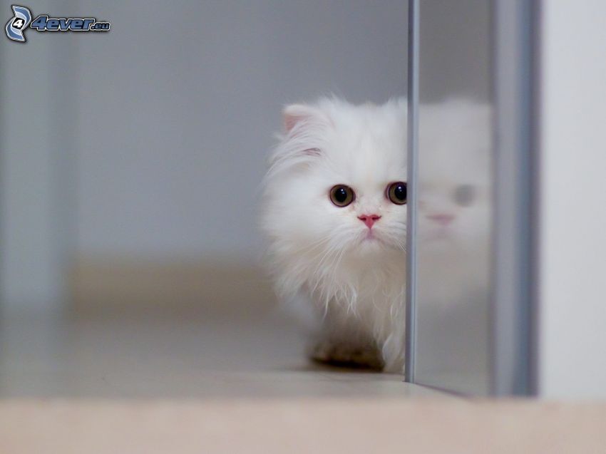 petit chaton blanc
