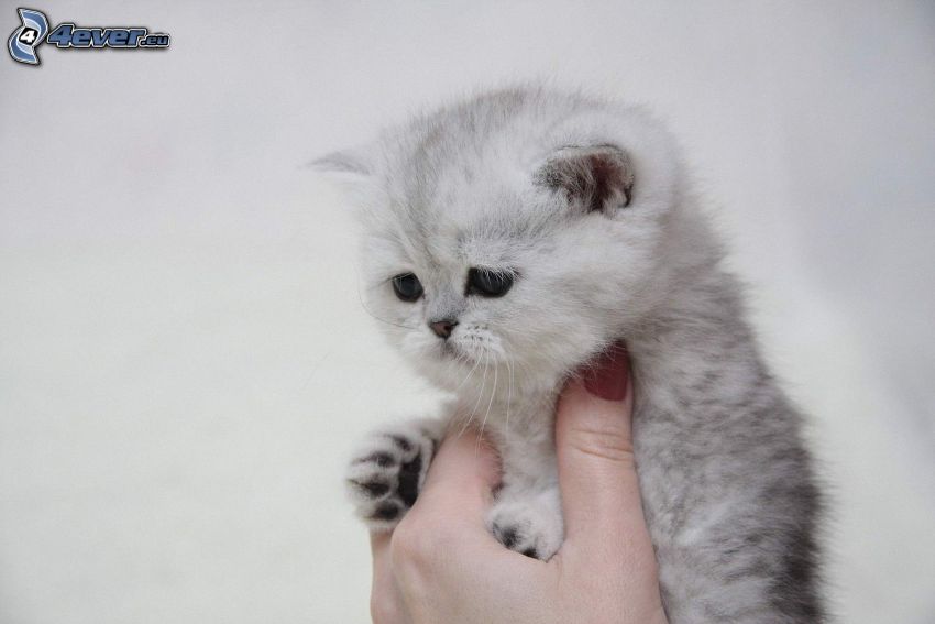 petit chaton gris, main