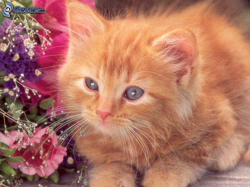 petit chaton rousse, fleurs