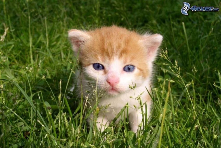 petit chaton rousse, l'herbe