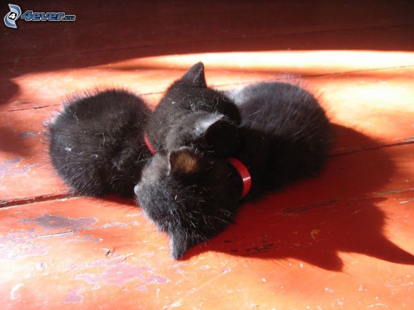 petits chatons, chat noir, les chats dorment