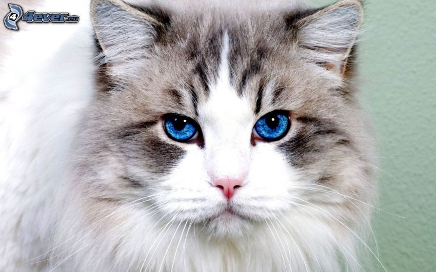 regard de chats, yeux bleus