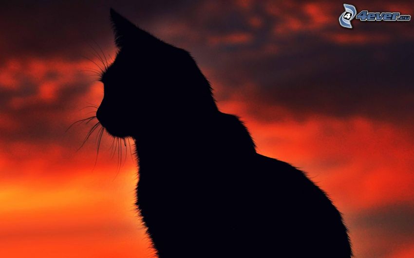 silhouette de chat, ciel rouge