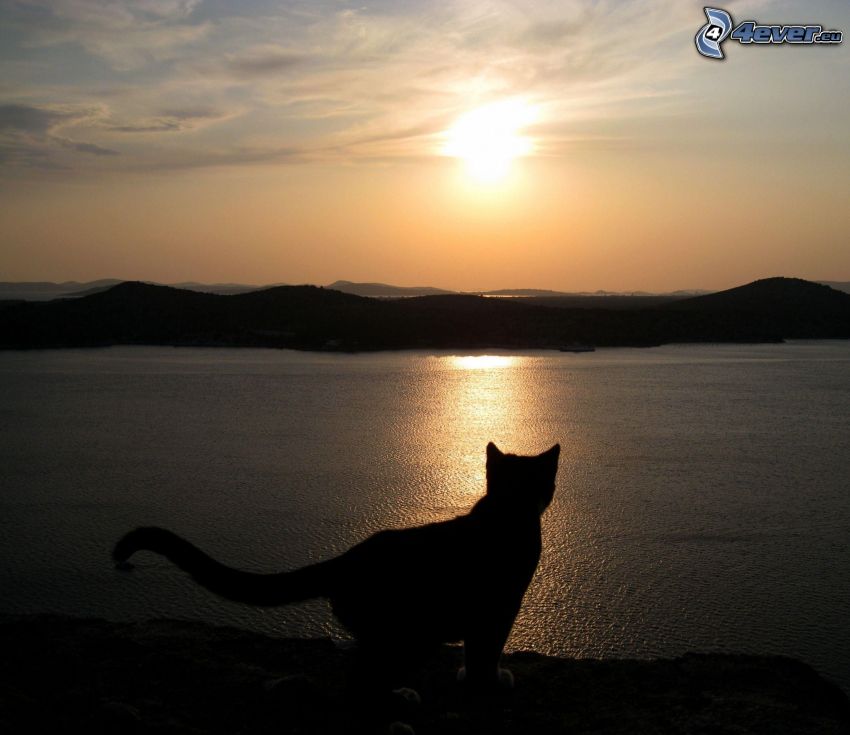 silhouette de chat, coucher du soleil sur le lac