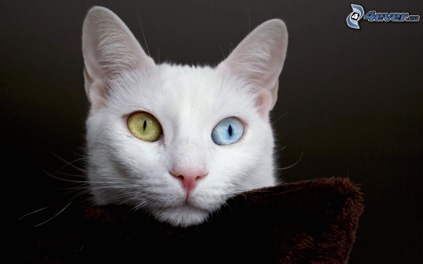 tête de chat, yeux colorés
