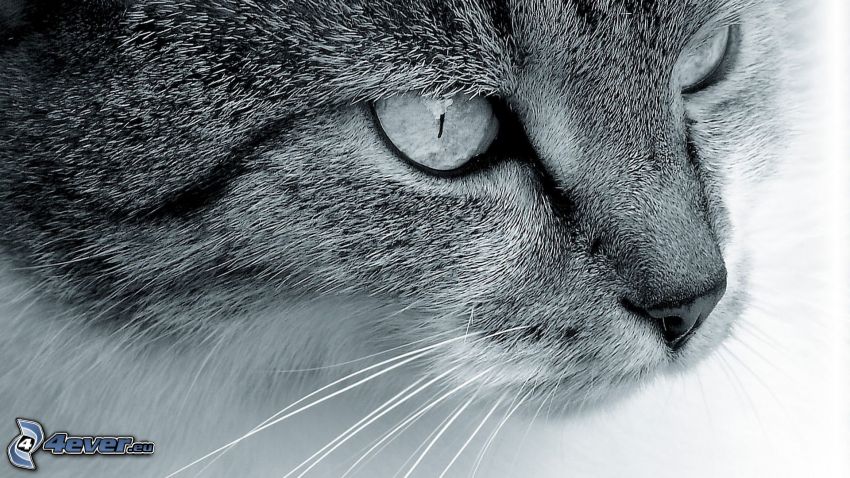 visage de chat, photo noir et blanc