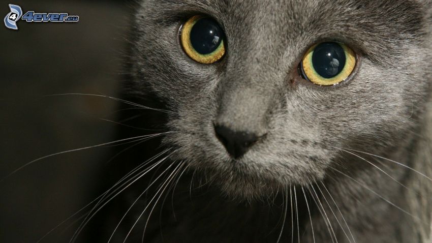 visage de chat, yeux, vibrisse