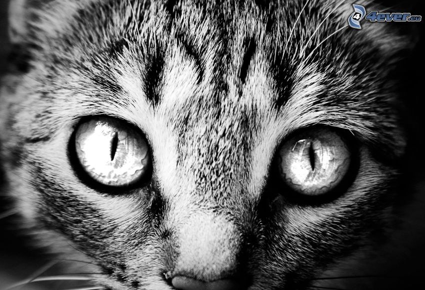 visage de chat, yeux