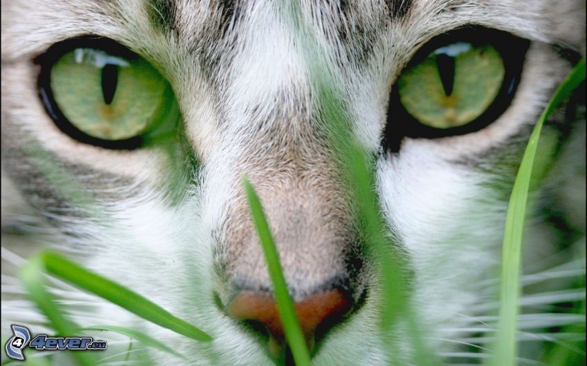 visage de chat, yeux verts