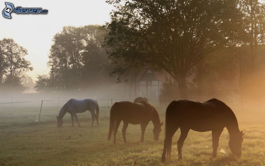 chevaux, brouillard au sol, arbres