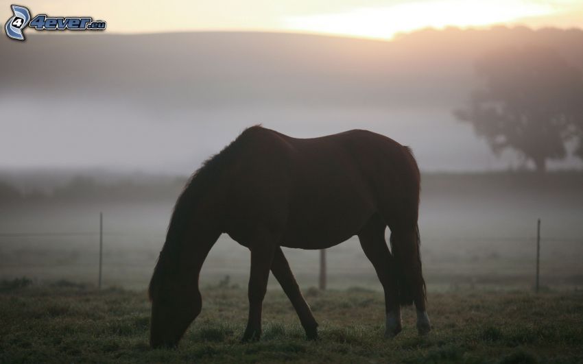 cheval, coucher du soleil, brouillard au sol