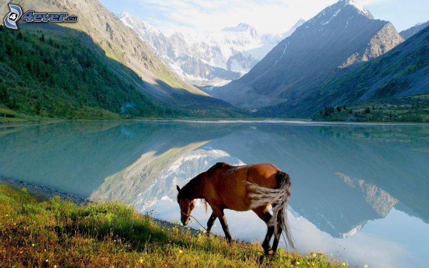 cheval, lac, montagnes enneigées