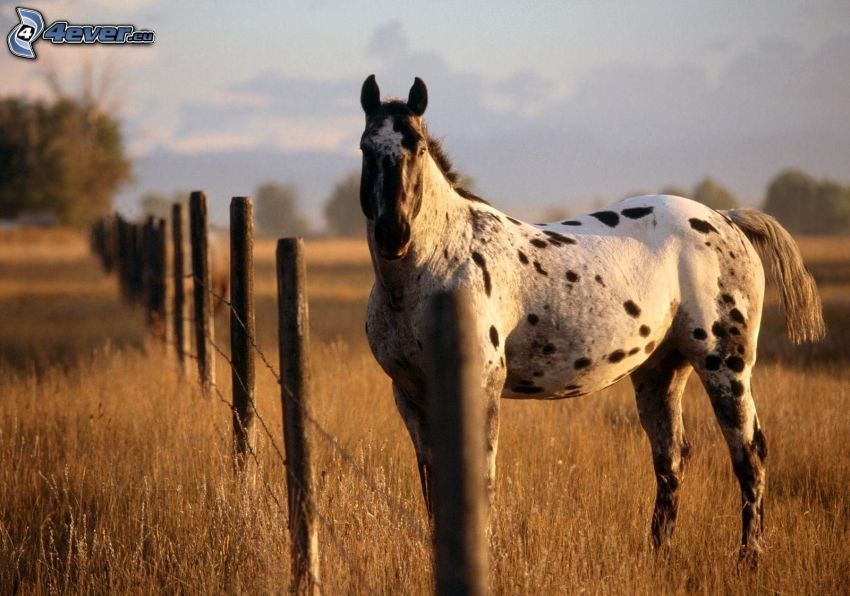 cheval blanc, clôture