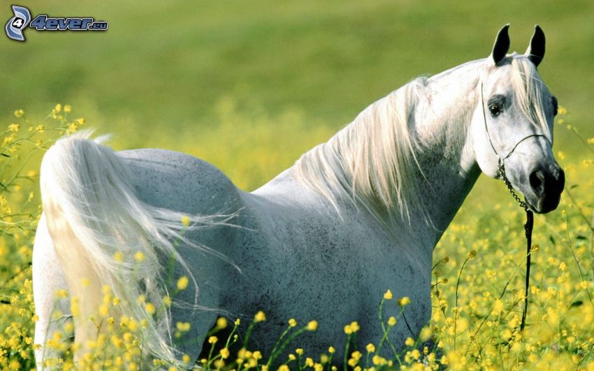 cheval blanc, fleurs
