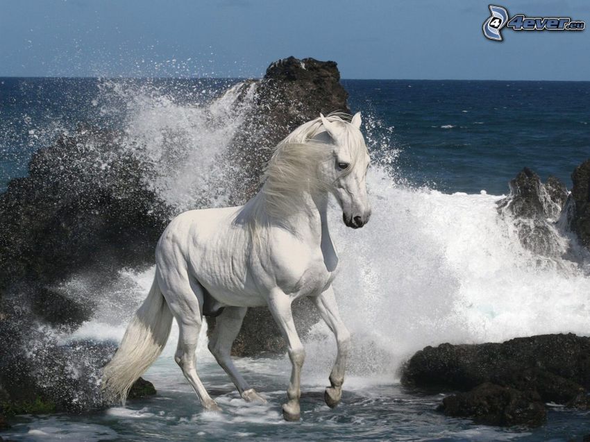 cheval blanc, roches dans la mer, vague