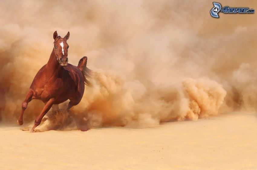 cheval brun, course, la poussière