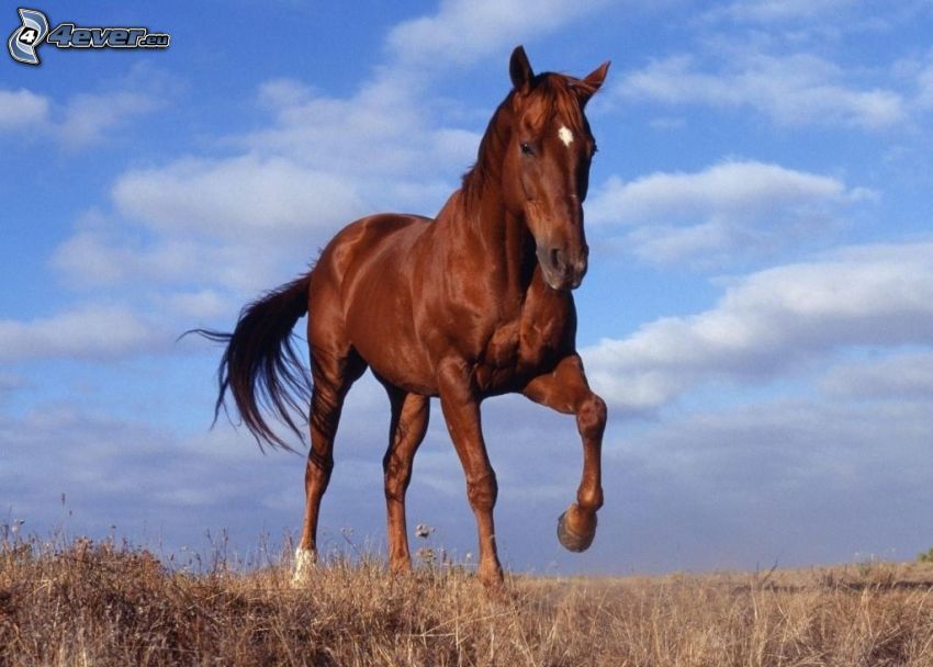 cheval brun, herbe sèche