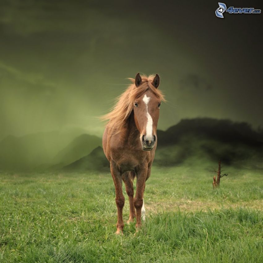 cheval brun, prairie