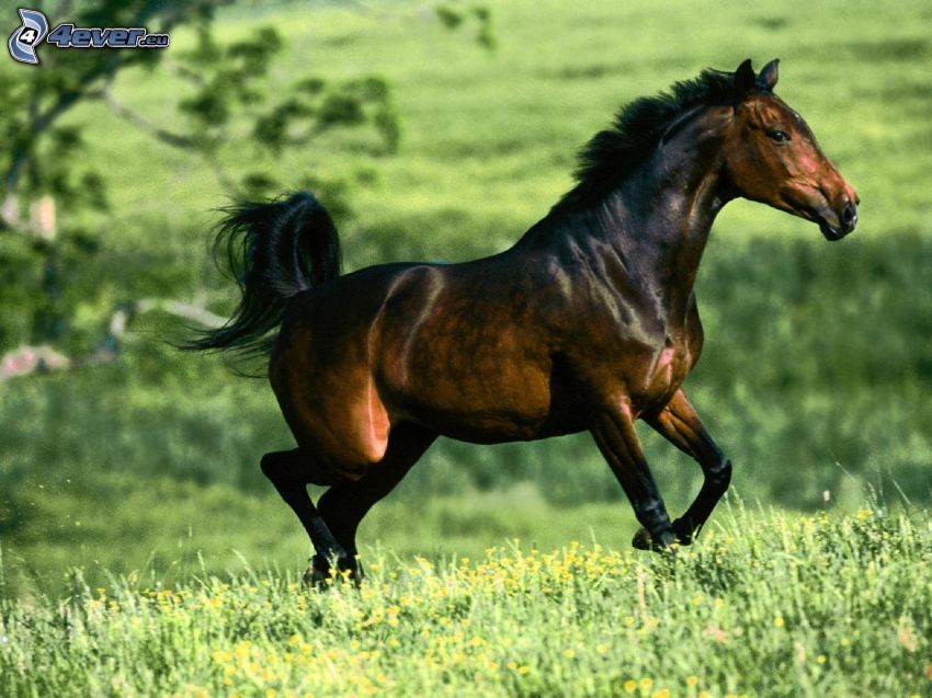 cheval brun, prairie