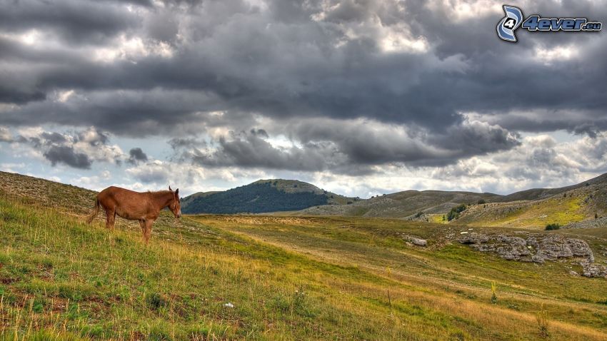cheval brun, prairies, nuages sombres