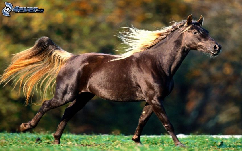 cheval brun