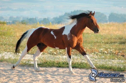 cheval courant, galop, nature