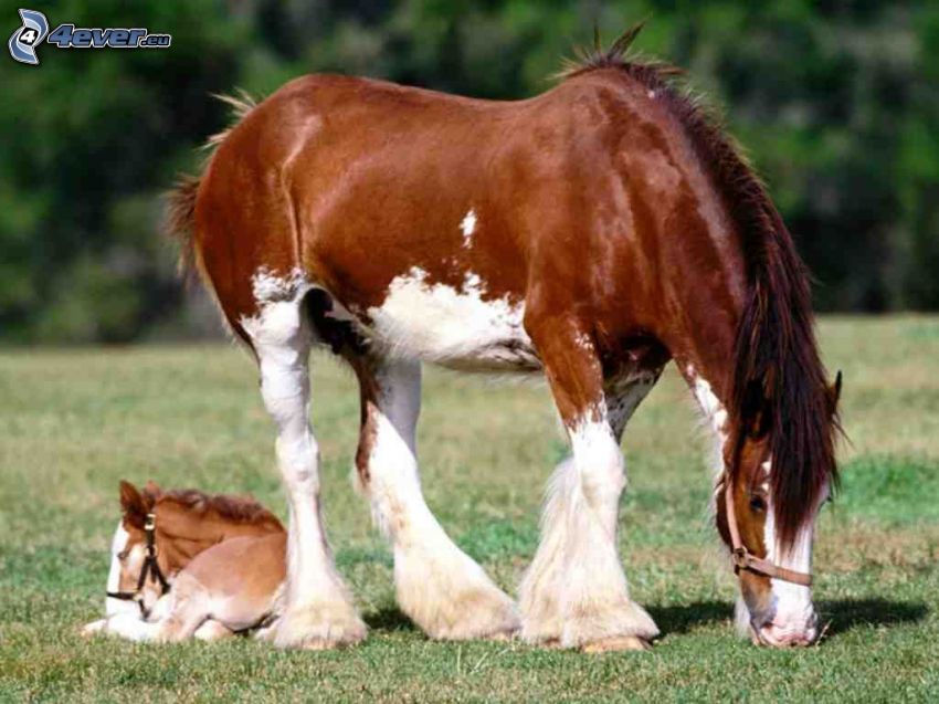 cheval de trait, poney