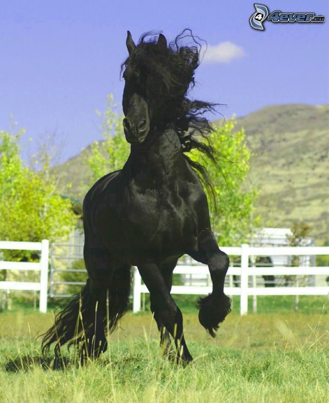 cheval noir, étalon, prairie, clôture