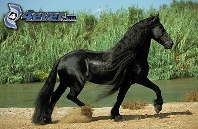 cheval noir, étalon