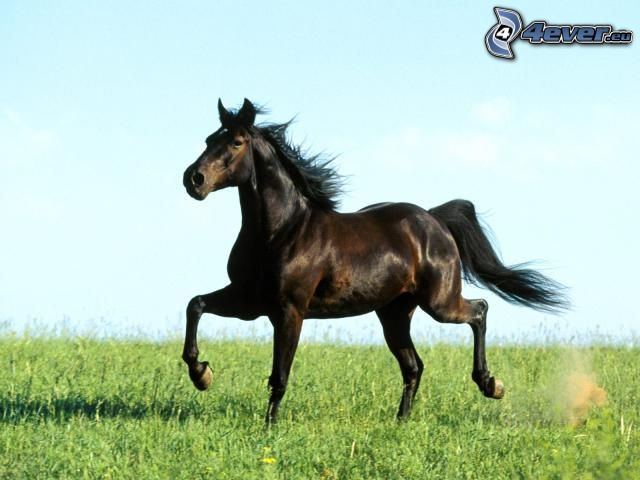 cheval noir, galop