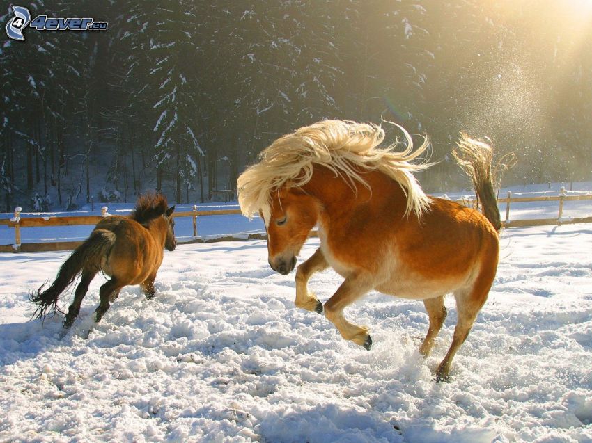 chevals brunes, neige, crinière