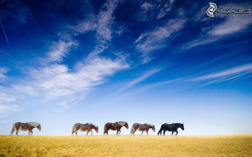 chevaux, nuages
