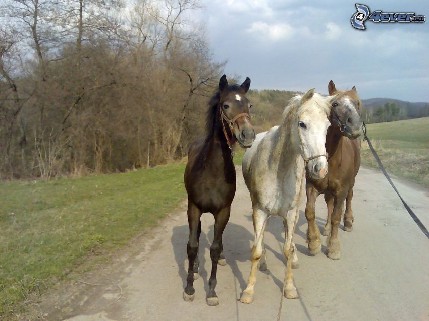 chevaux de trait, route