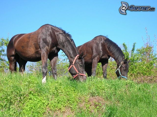 chevaux noirs