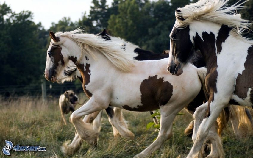 chevaux tachetés