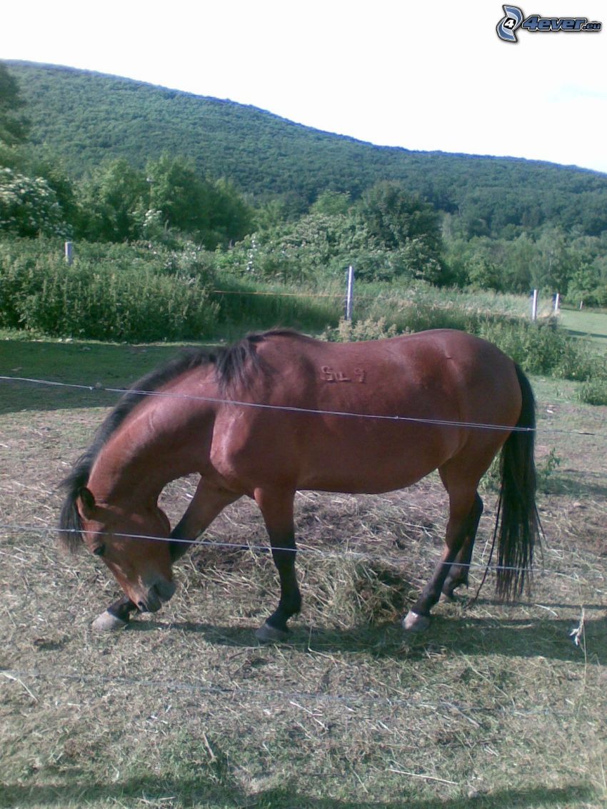 le cheval dans la clôture, forêt