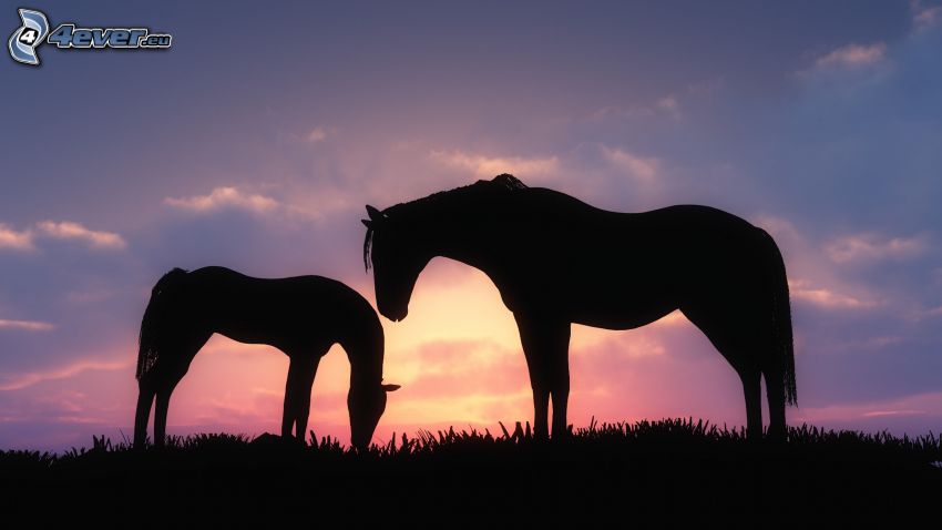 silhouettes de chevaux, ciel du soir