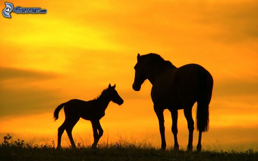 silhouettes de chevaux, poulain