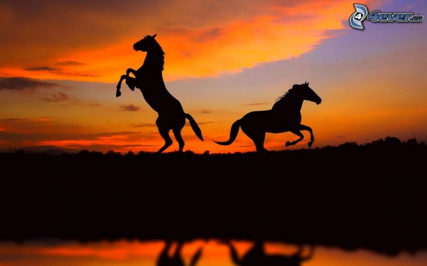 silhouettes de chevaux