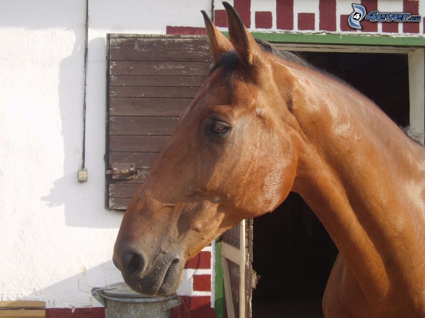 tête de cheval, cheval brun, étable