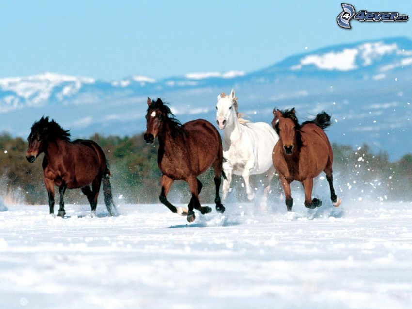 troupeau de chevaux, chevals brunes, cheval blanc, course, neige
