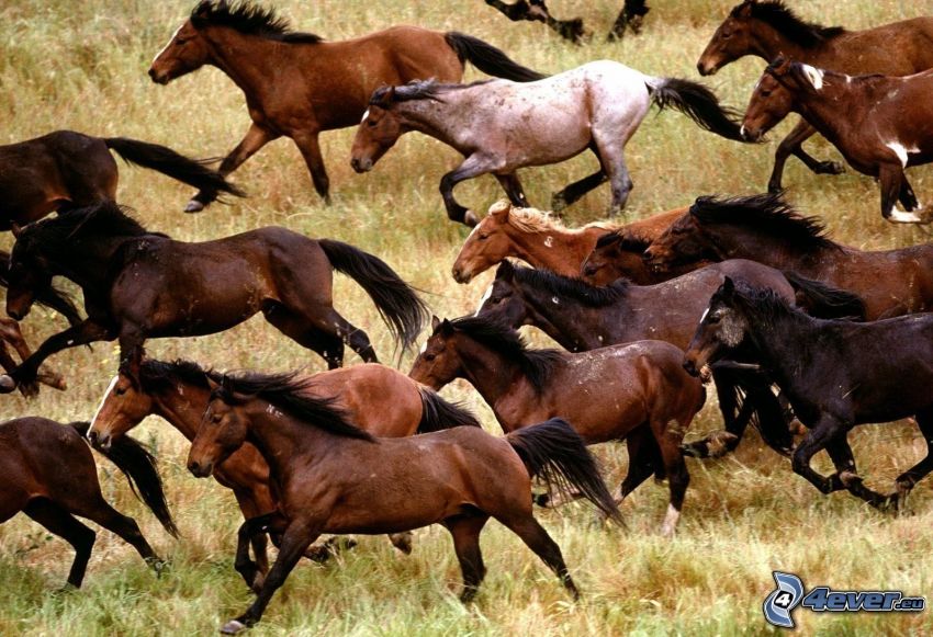 troupeau de chevaux, chevals brunes, course, herbe sèche
